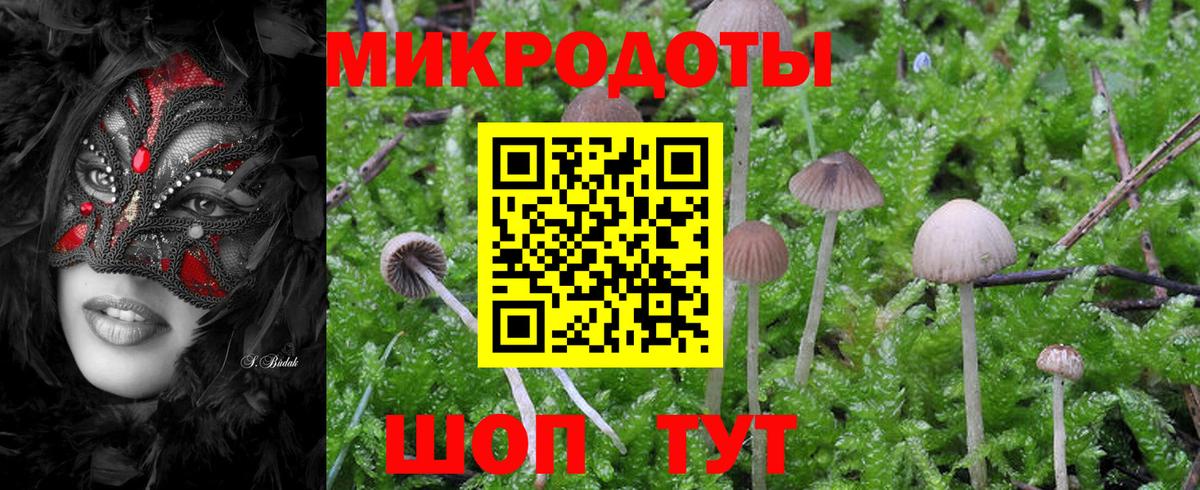Псилоцибиновые грибы Psilocybe Кызыл